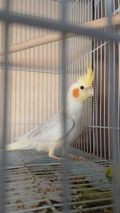 Calopsitte Isabelle