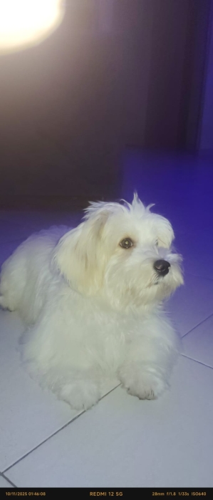 Bichon maltais
