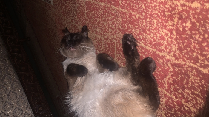 Siamois poilu a adopter