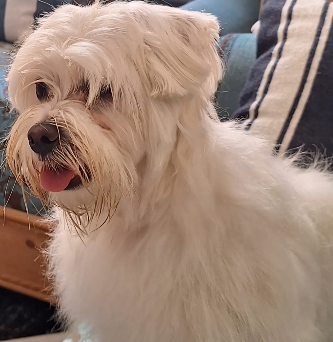 Donne adorable Bichon Maltais