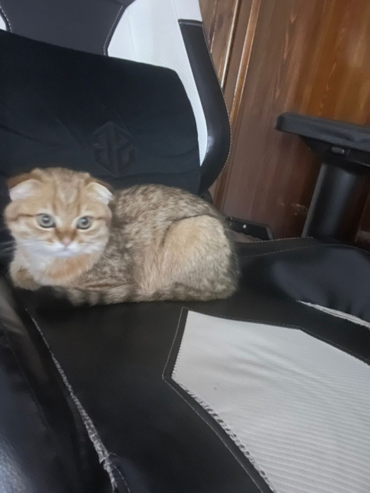 Scottish fold
