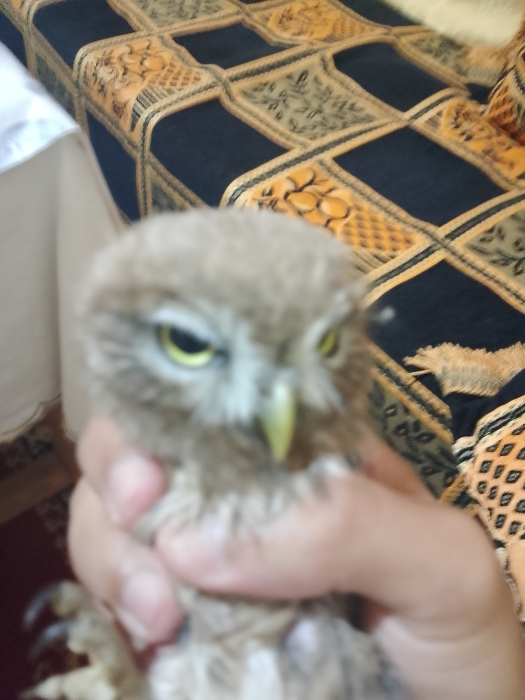 Hibou