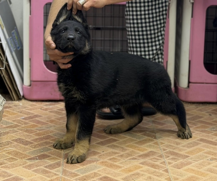 Berger allemand