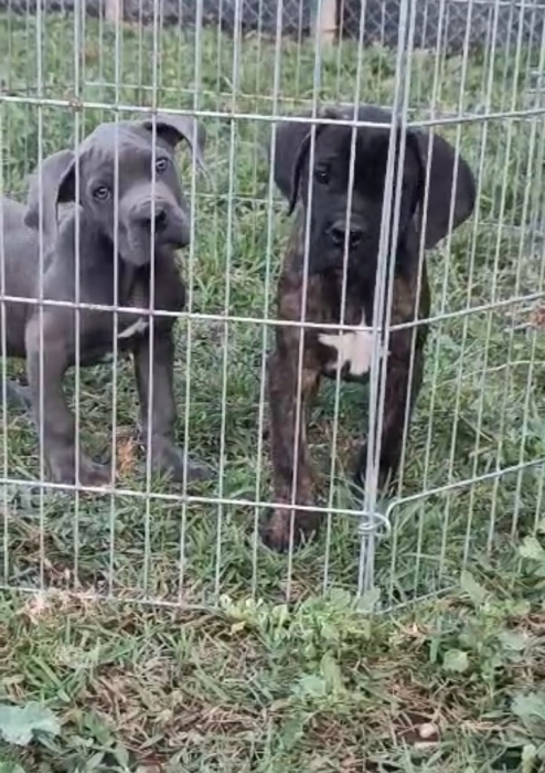 Cane corso