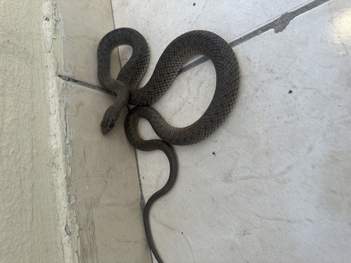 Serpent domestique
