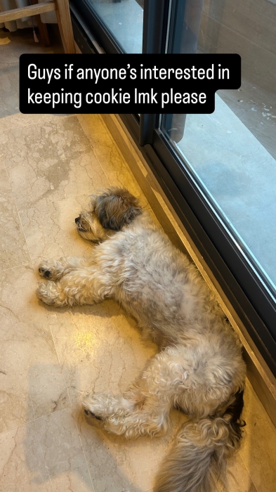 Caniche male
