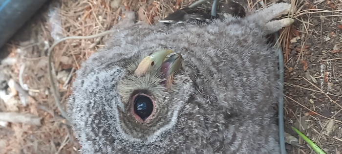 Hibou