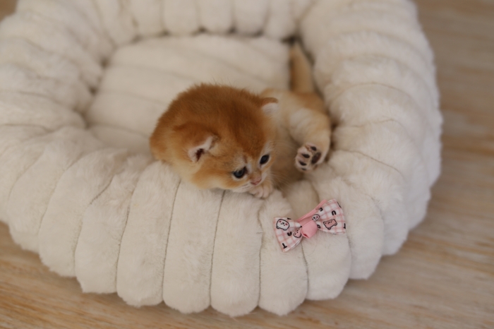 British shorthair golden shell femelles pedigree wcf