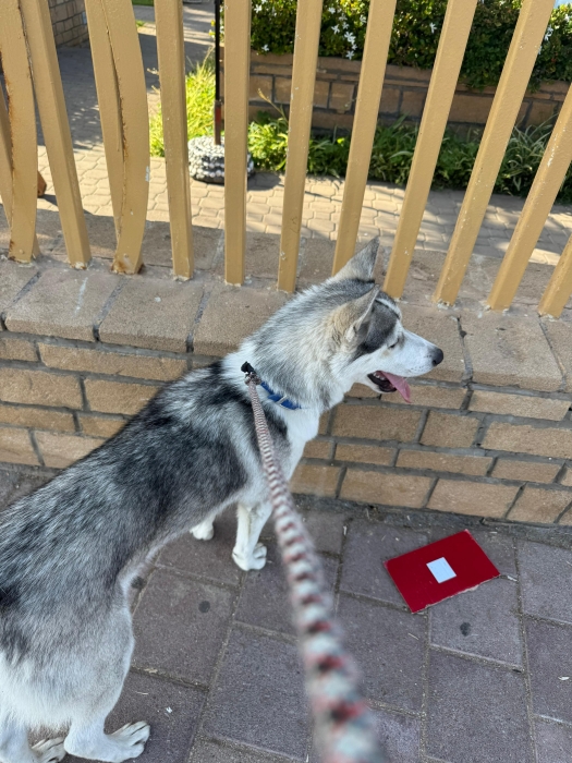 Husky 7 mois