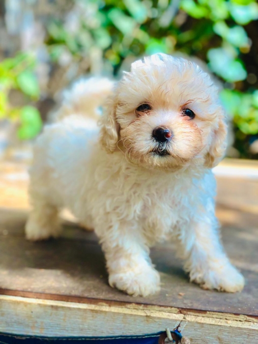 Bichons Femelles