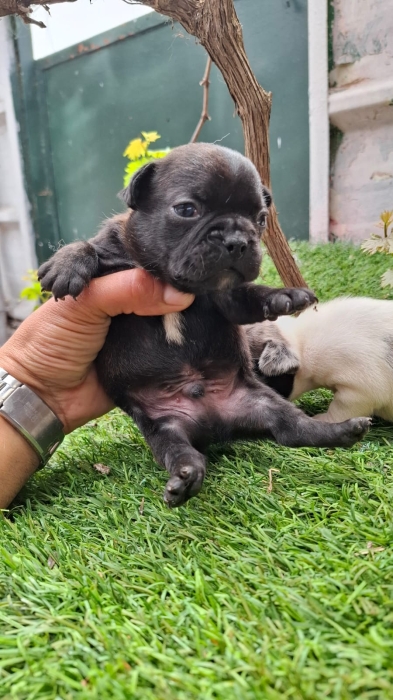 Bulldog Français