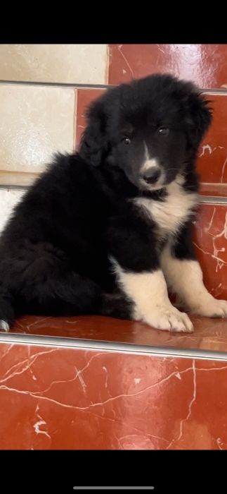 Aidi atlas ( chien de montagne de l’atlas)