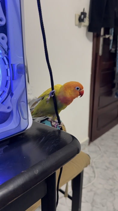 Inseparable dressé avec cage