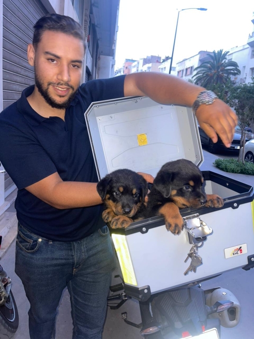 rottweiler pedigree