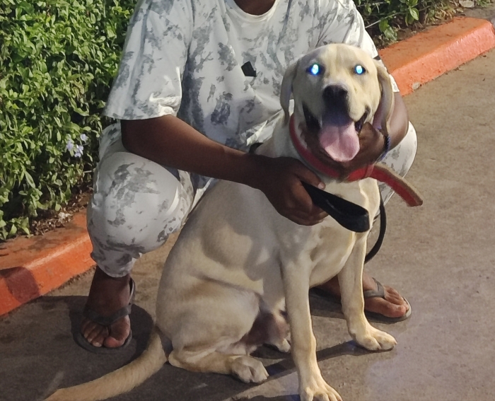 Labrador