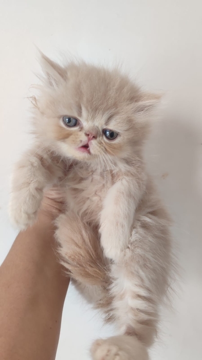 Chaton persan male