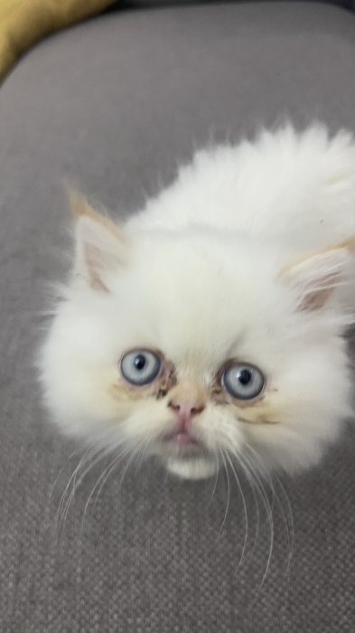 Chat persan age 2mois