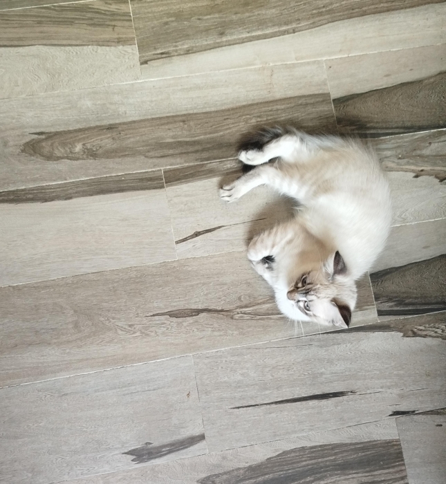 Chatte siamoise à adopter