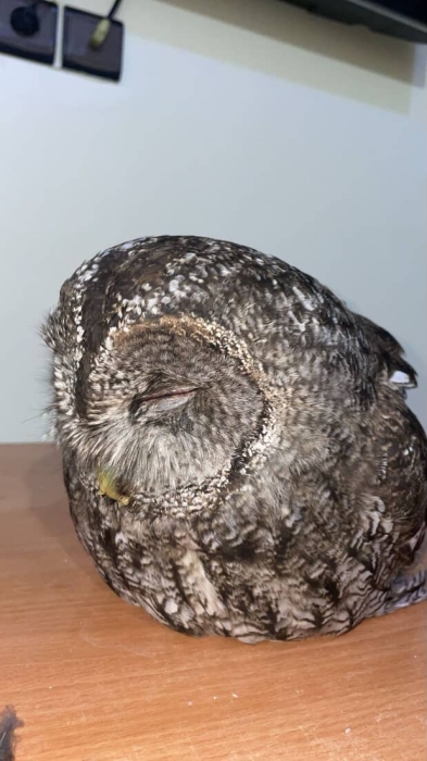 Hibou