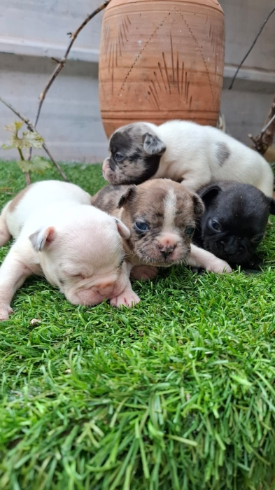 Bulldog Français