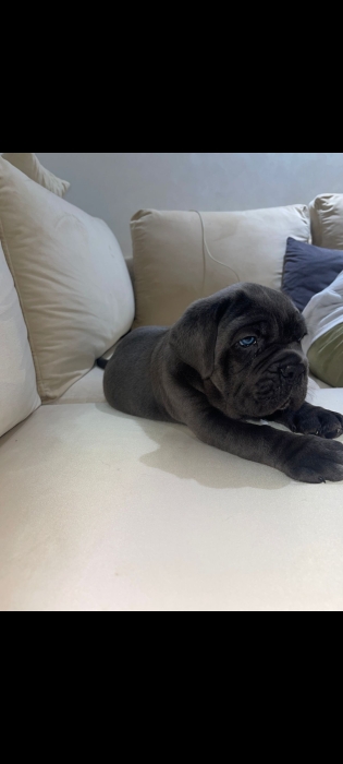 Canecorso