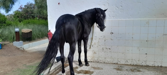 CHEVAL