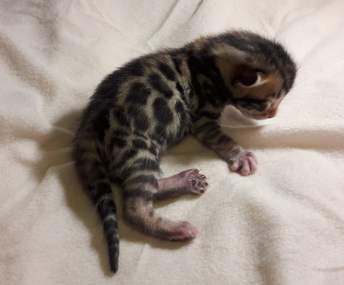 Bebe chat Bengale