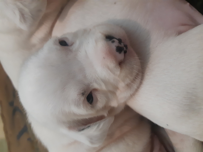 Chiot dog argentin