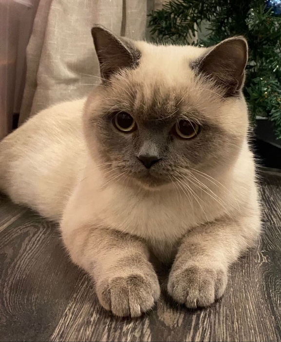 Chat British /Ragdoll