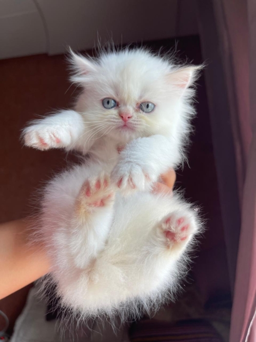 Chat persan chinchilla