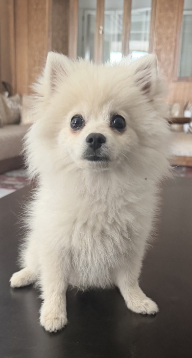 Spitz nain