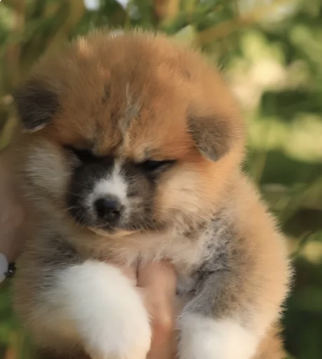 Akita inu
