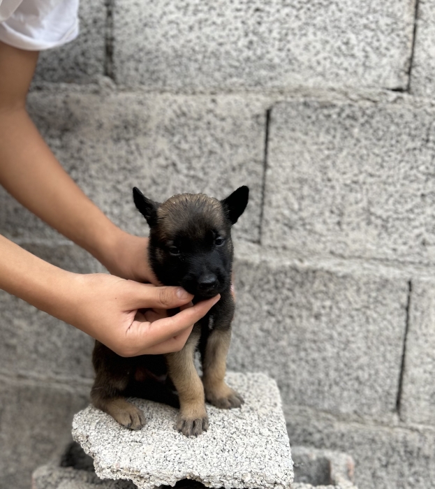 Malinois chiots