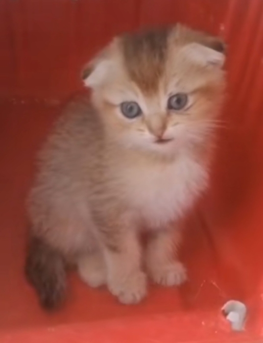 scotish fold cat