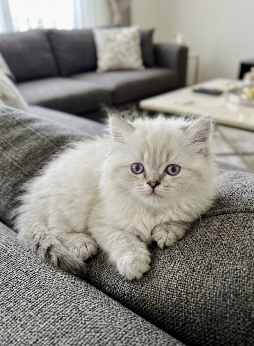 Chaton Scottish fold & British