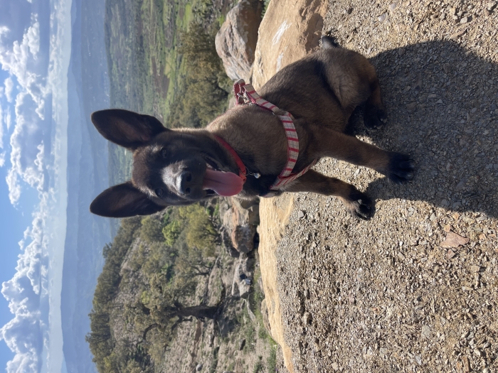 Malinois