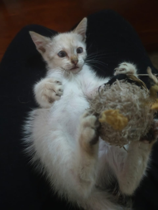 Chatte à adopter siamois