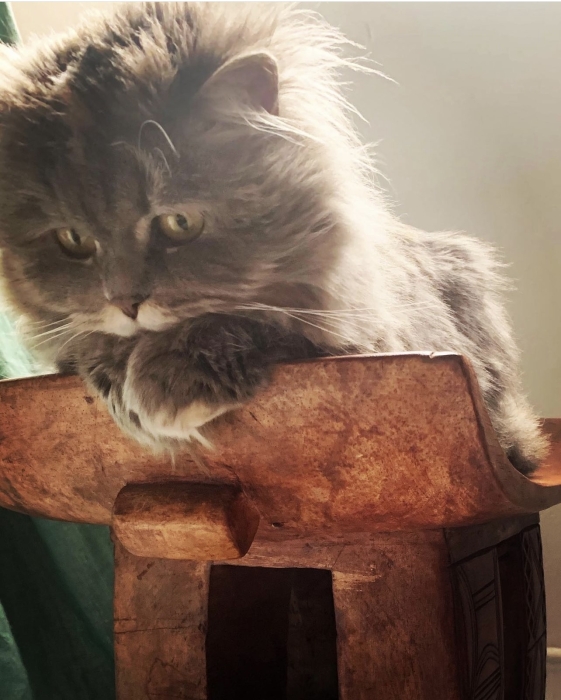 Chat persan