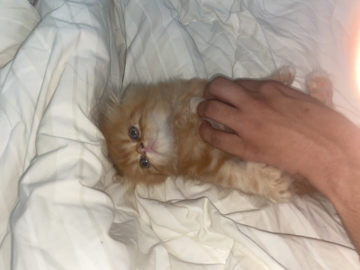 Chatons persans