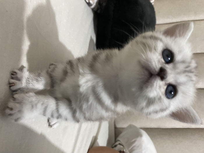 scottish Fold selver