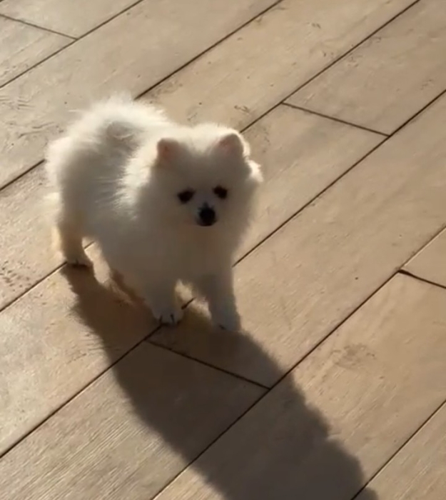 Femelle spitz pomeranian