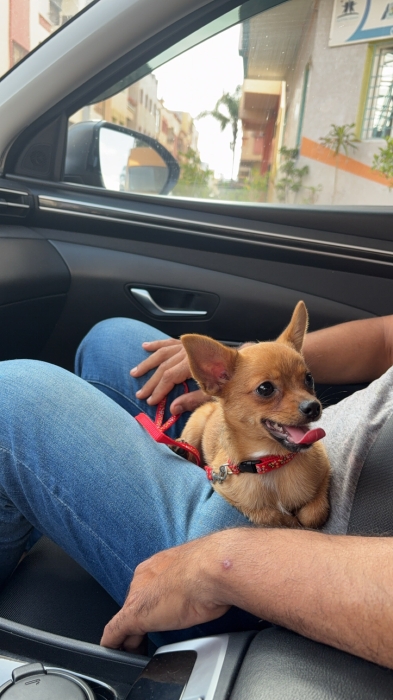 Chihuahua