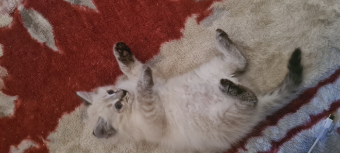 Chat siamois