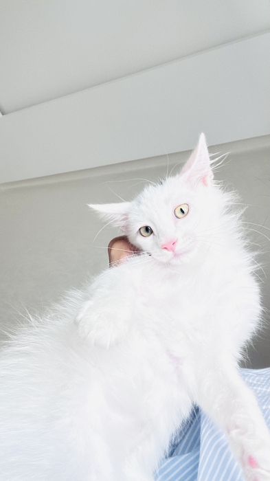 Un chat male pour adoption