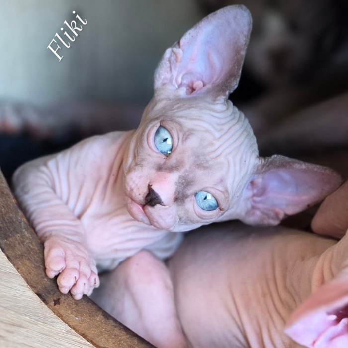 Sphynx
