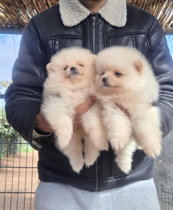 Spitz Pomeranian
