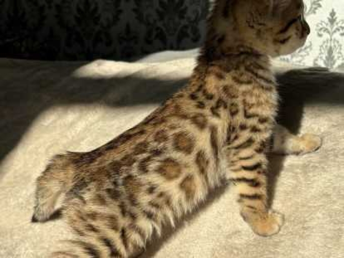 Bengal cat