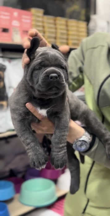 Cane corso