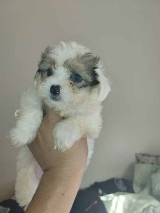 Bichon havanais
