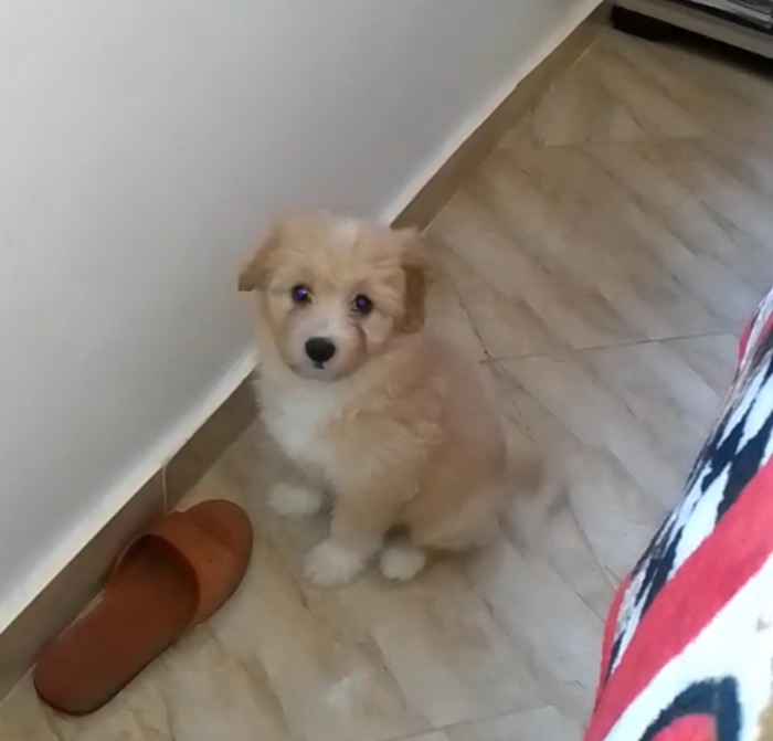 Bichon